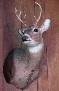 deer head